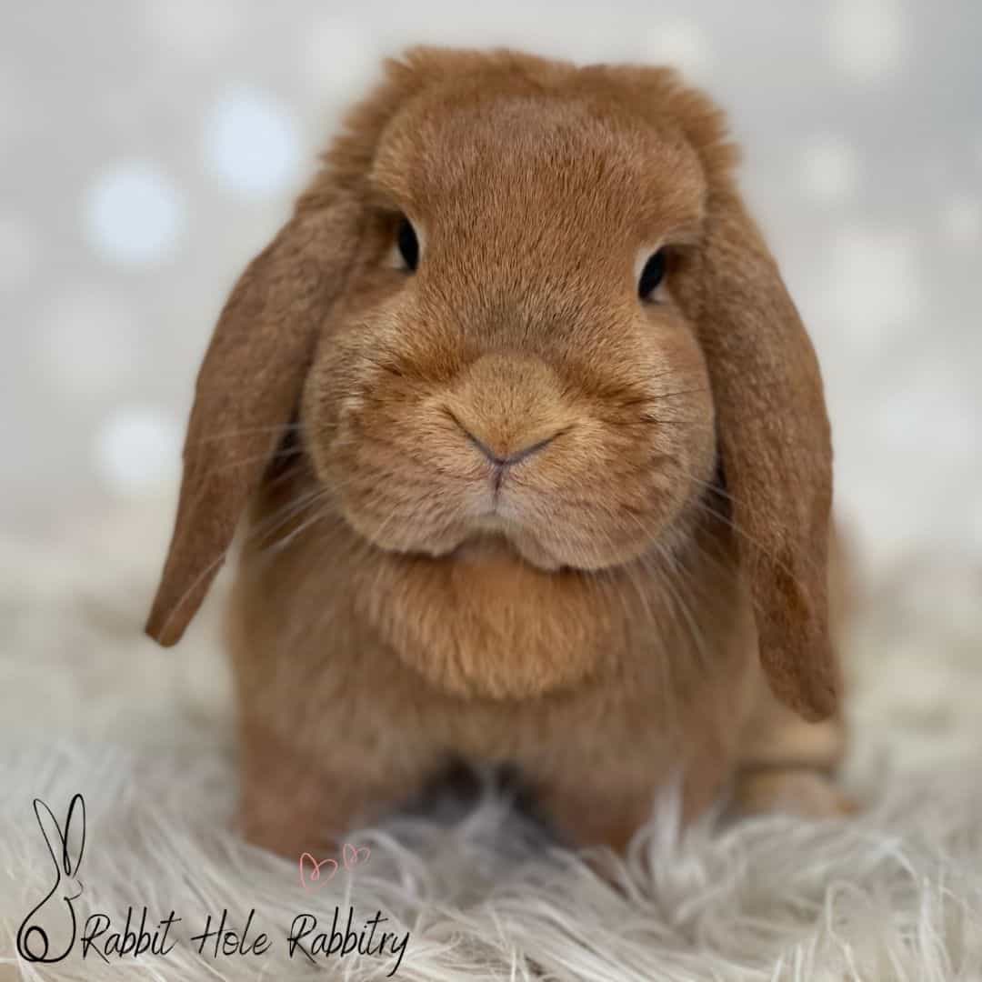 Arnavim Rabbit מזון איכותי ומגוון מוצרים לארנבונים, מכרסמים, חיות מחמד וחיות והמשק.