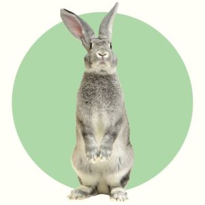 Arnavim Rabbit חנות - Rabbit Hole Rabbitry